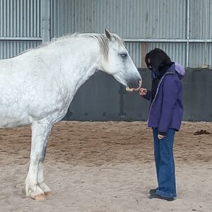 equine therapy white horse reiki course