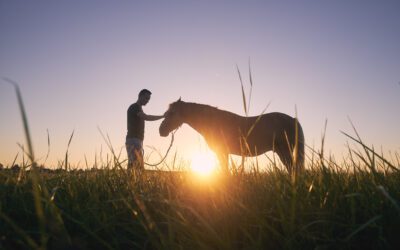 Equine Therapy: How Horses Are Healers