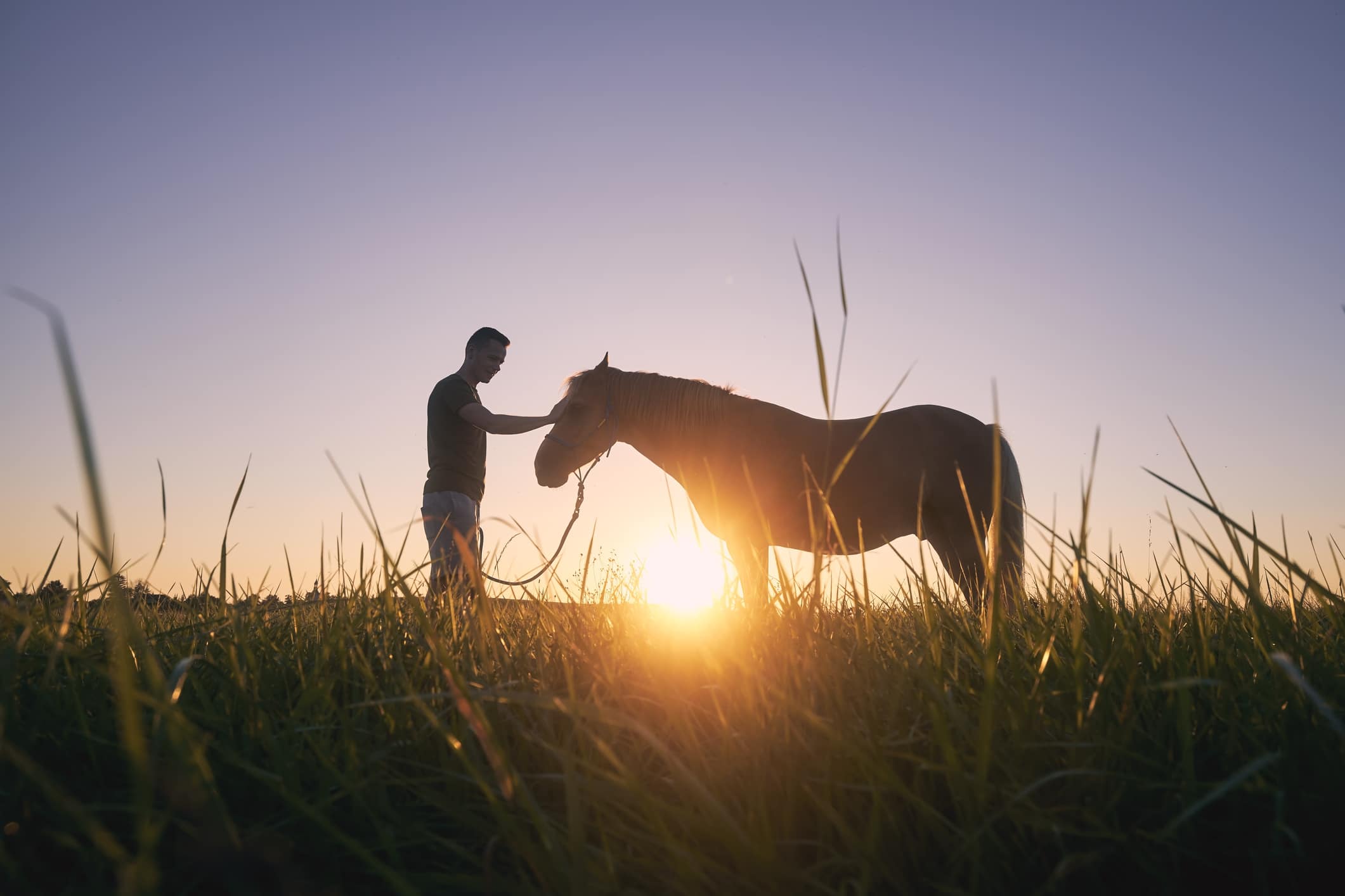 A man and a horse in a field at sunset, with the sun's glow creating silhouettes