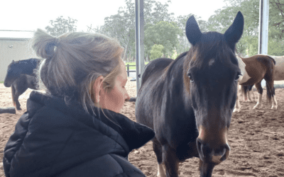 Why Equine Therapy Is Effective For Many