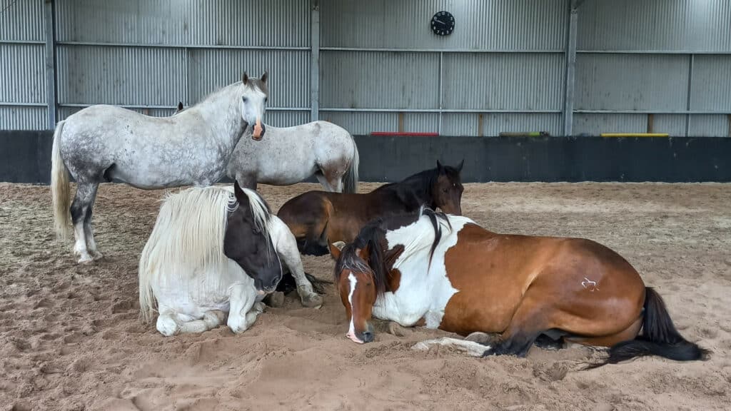 How sensitive are horses to your energy and mood