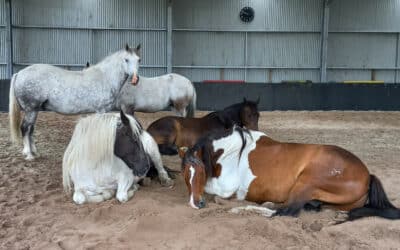 The Invisible Force: Reflective Tendencies of Equine Behaviour