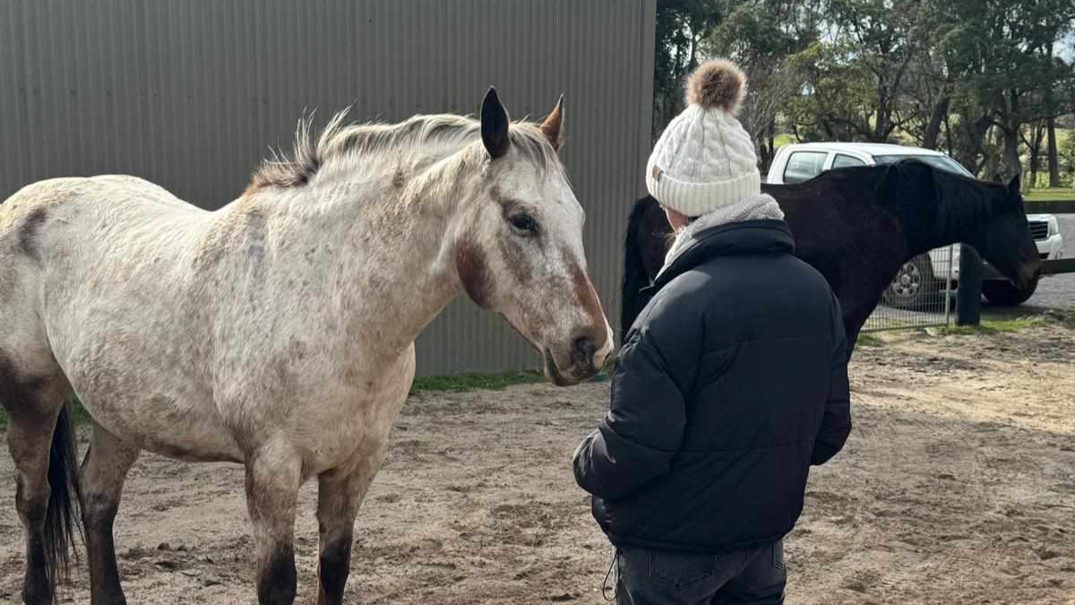 How sensitive are horses to your energy and mood