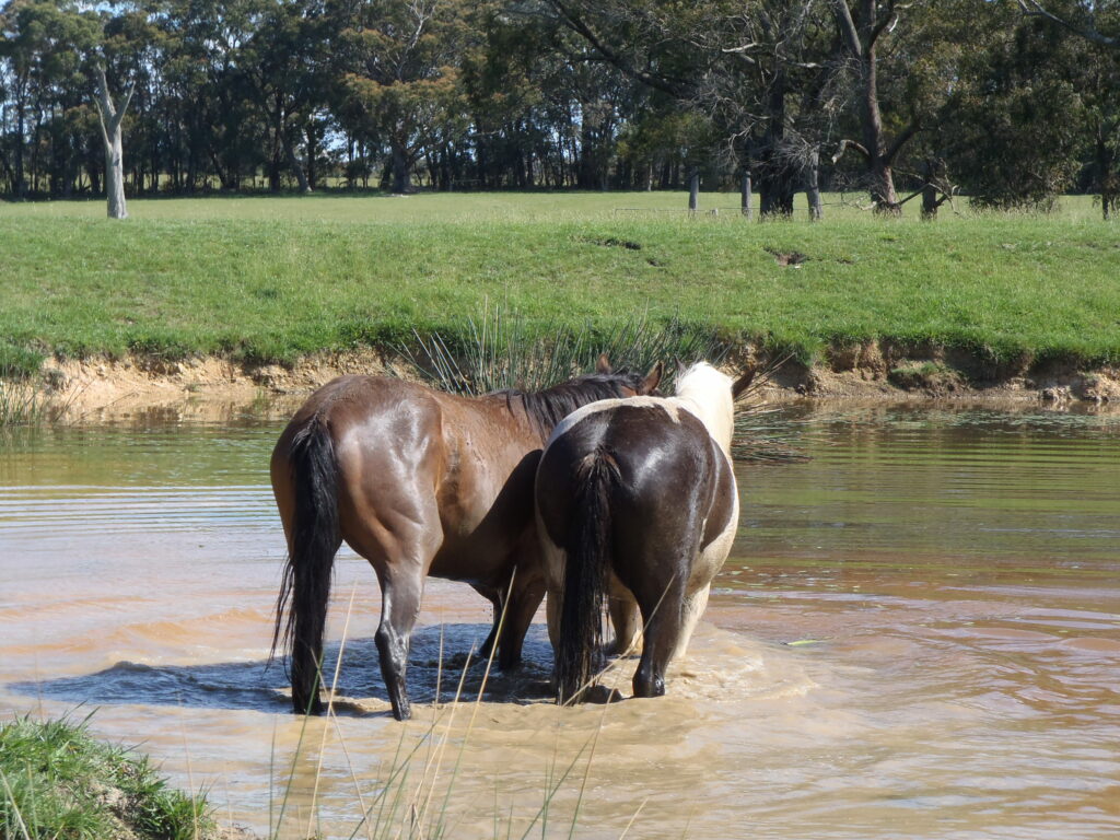 2 horses playing in a dam