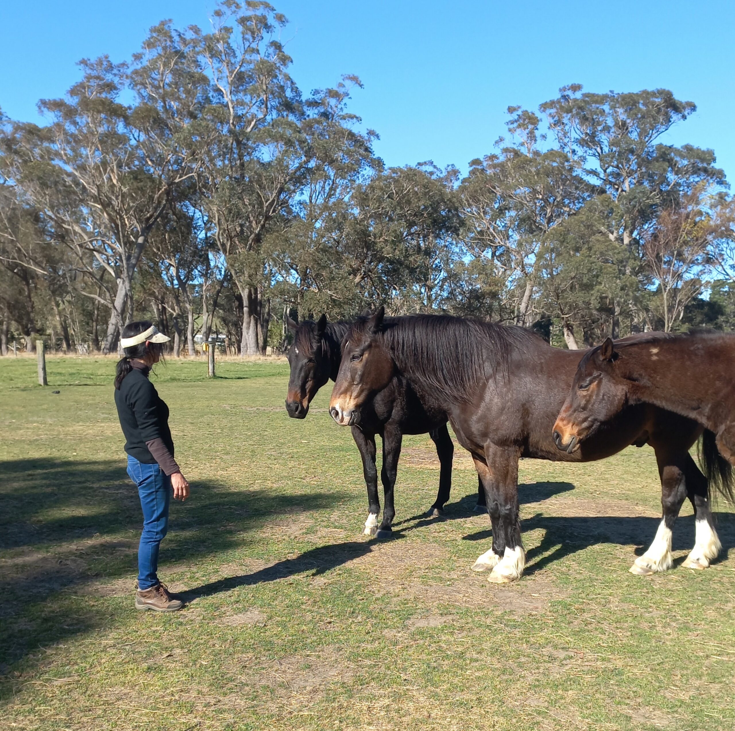 Five horses in arena