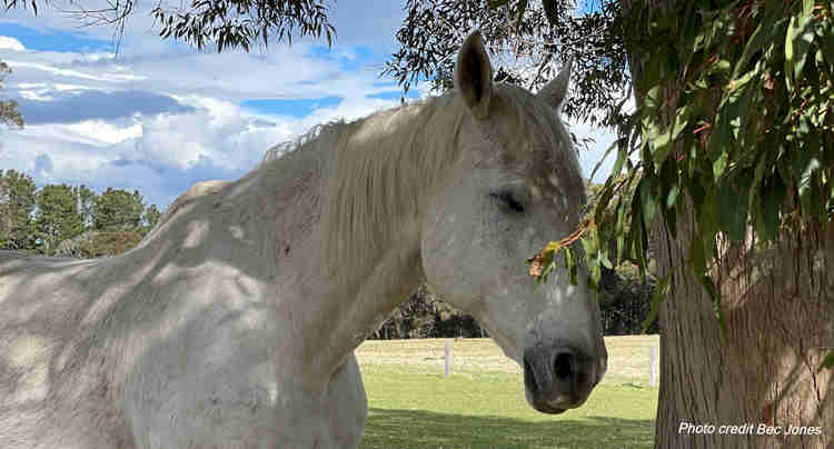 How sensitive are horses to your energy and mood