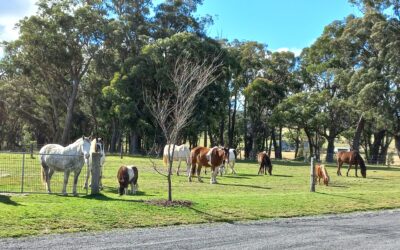 The Herd at Highlands Centre for Healing