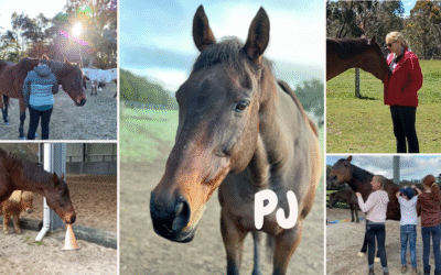 PJ Needs your help | Metaphysical Healing