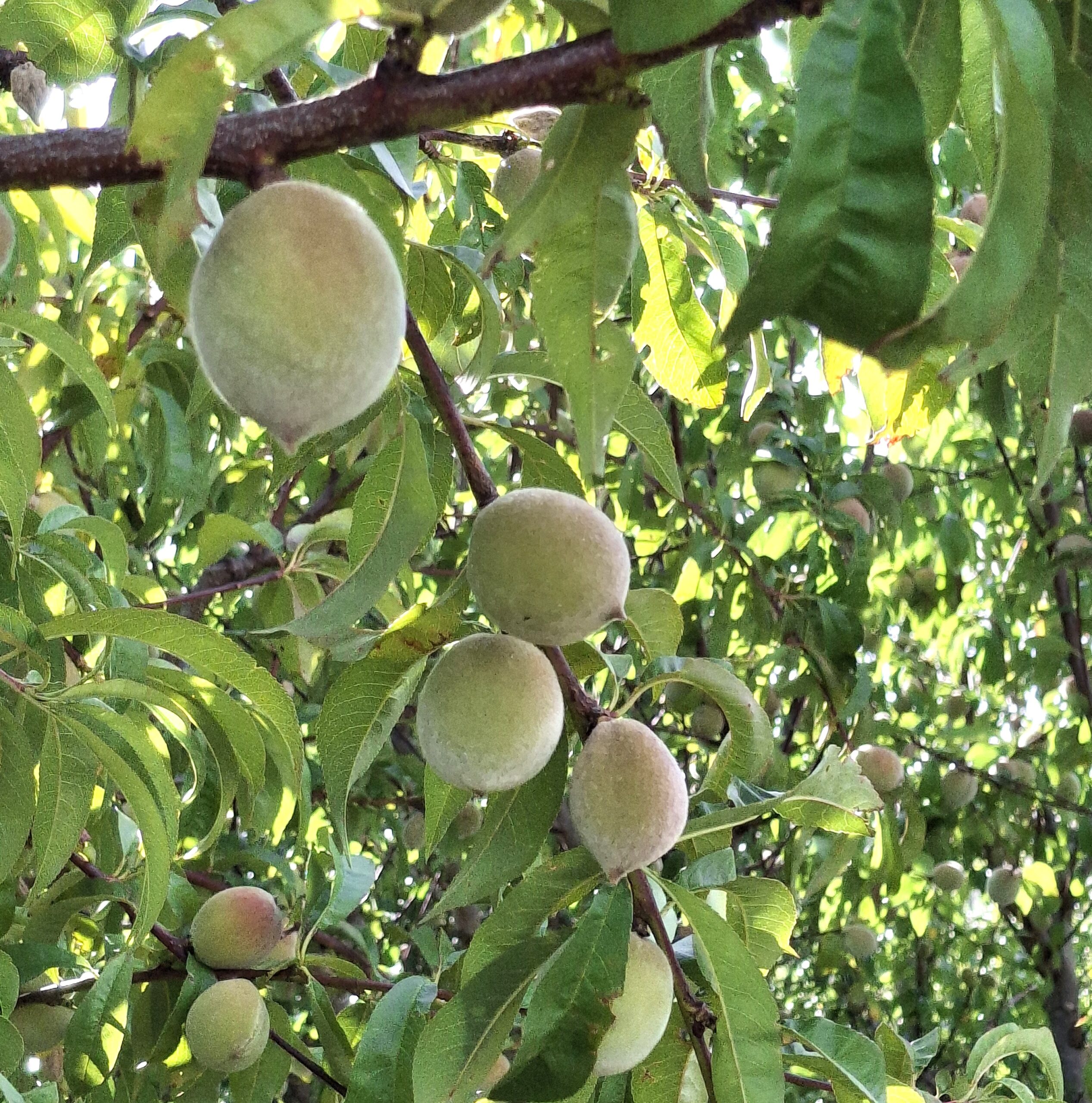 purple flowers in nature