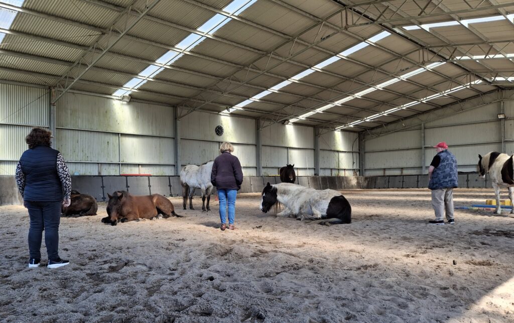 Four people stand in a large indoor arena watching several horses, some lying down and some standing, on a sandy surface under a high metal roof with sunlight streaming in.