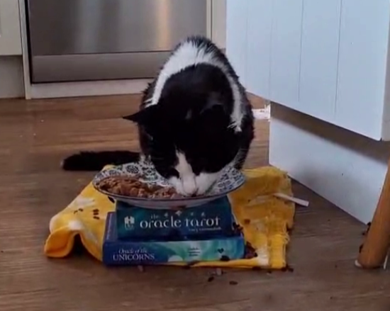 A black and white cat eats from a plate placed on top of a blue tarot card box and a yellow towel on a wooden floor, with some spilled food scattered around.