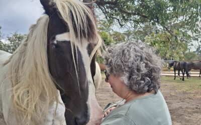 Equine Therapy in the Southern Highlands: Ground-Based Healing with Horses and Nature