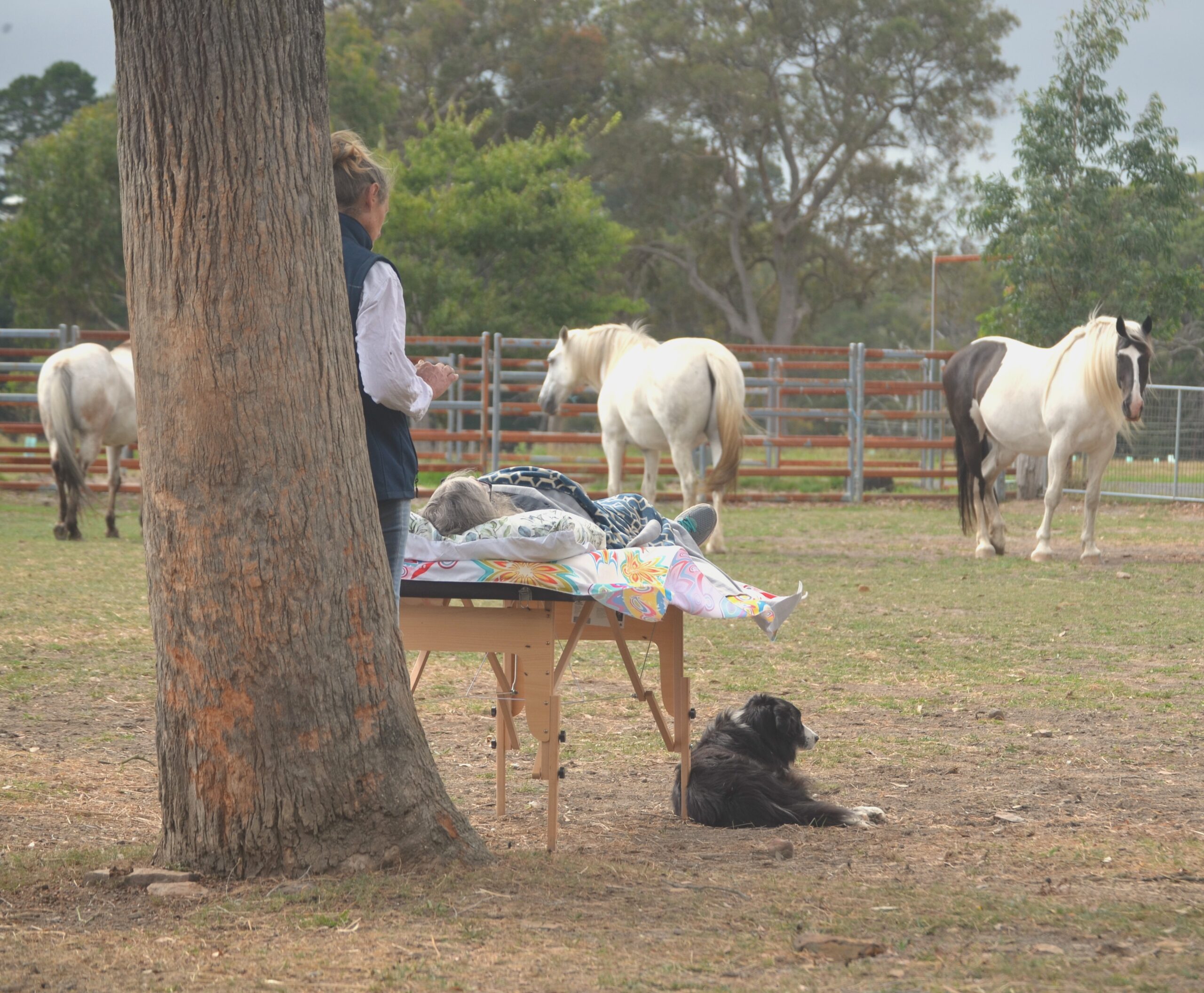 soo reiki tree horses 1 A person stands behind a tree next to a table covered with colorful blankets in a paddock, while a black dog lies on the ground nearby. Several white and brown horses graze in the fenced field in the background.
