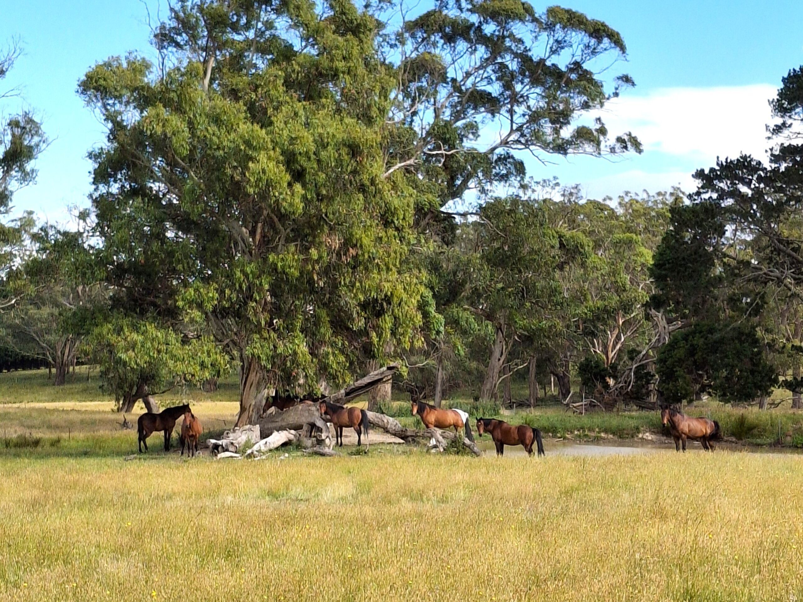 A group of horses grazes near a small pond and large trees in a grassy field on a sunny day. The scene is peaceful with green vegetation and blue sky in the background.
