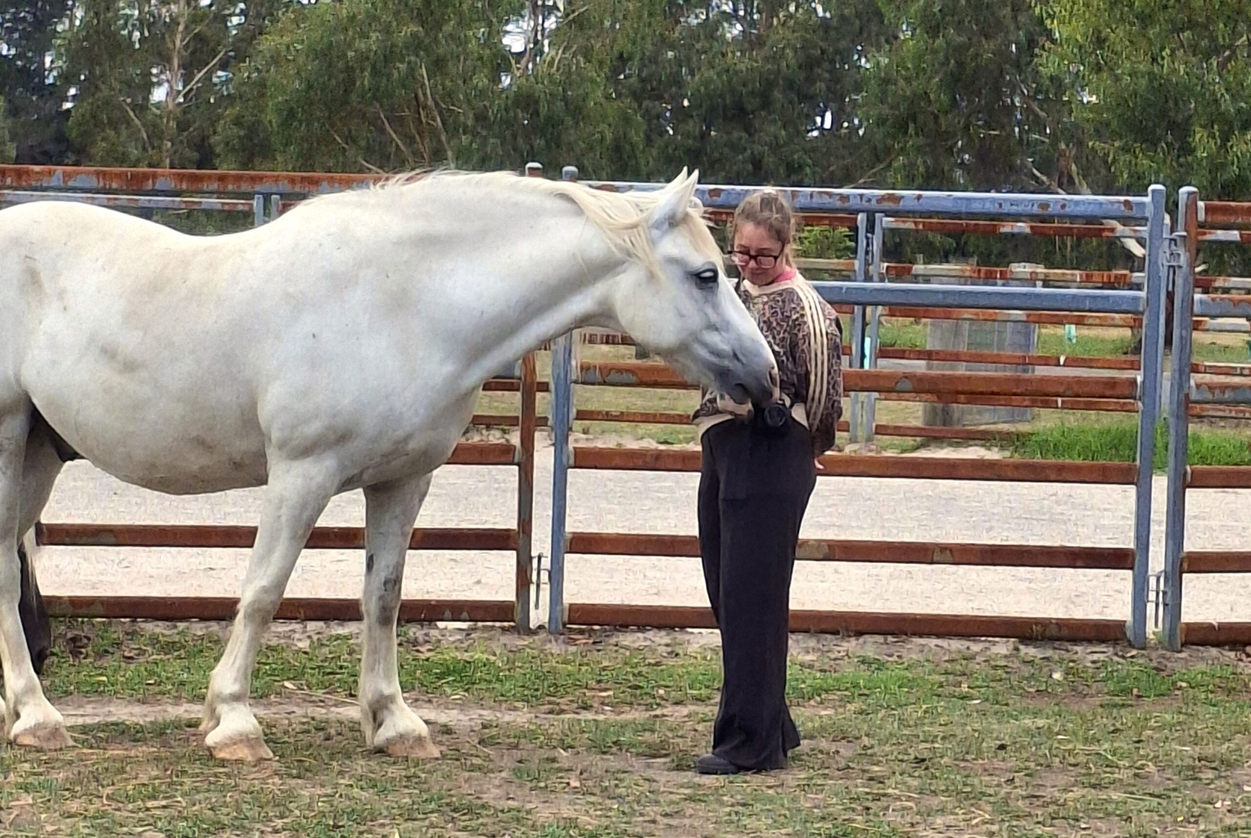 white horse stands with woman