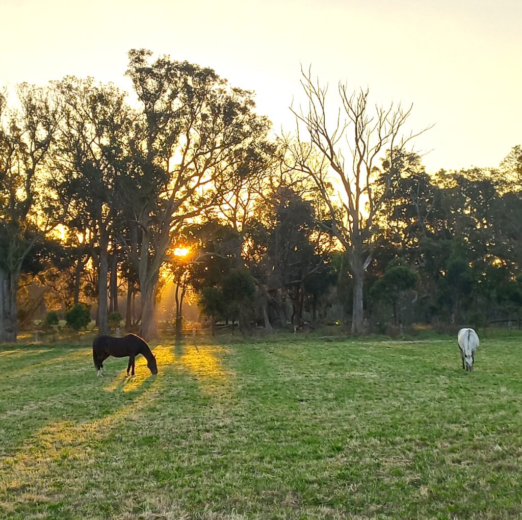 two horses grazing in paddock near forest with late afternoon sunlight beaming through the trees