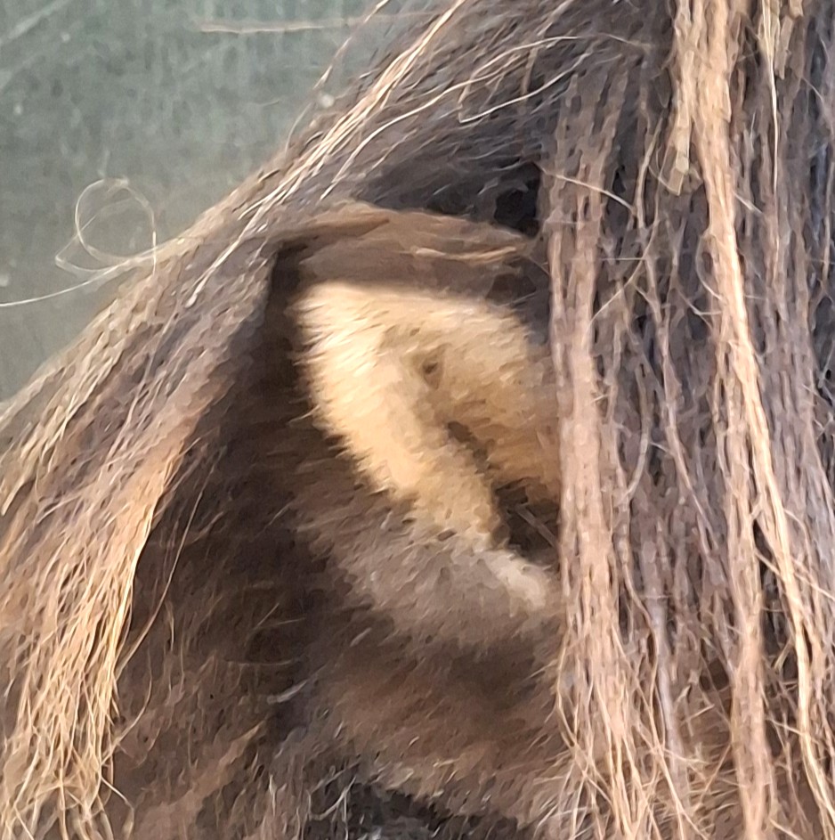 two tone horse ear and mane