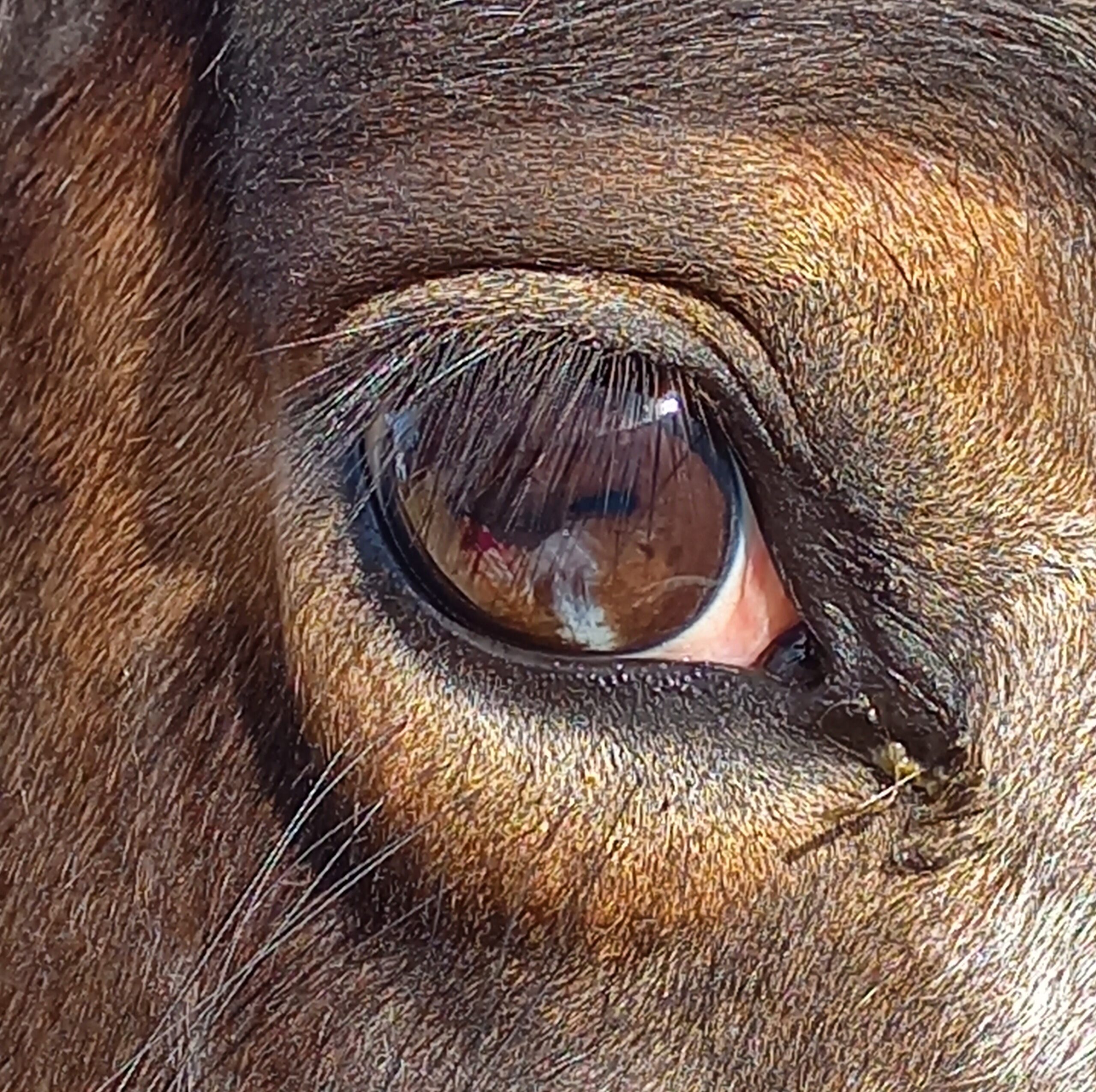 horse eye