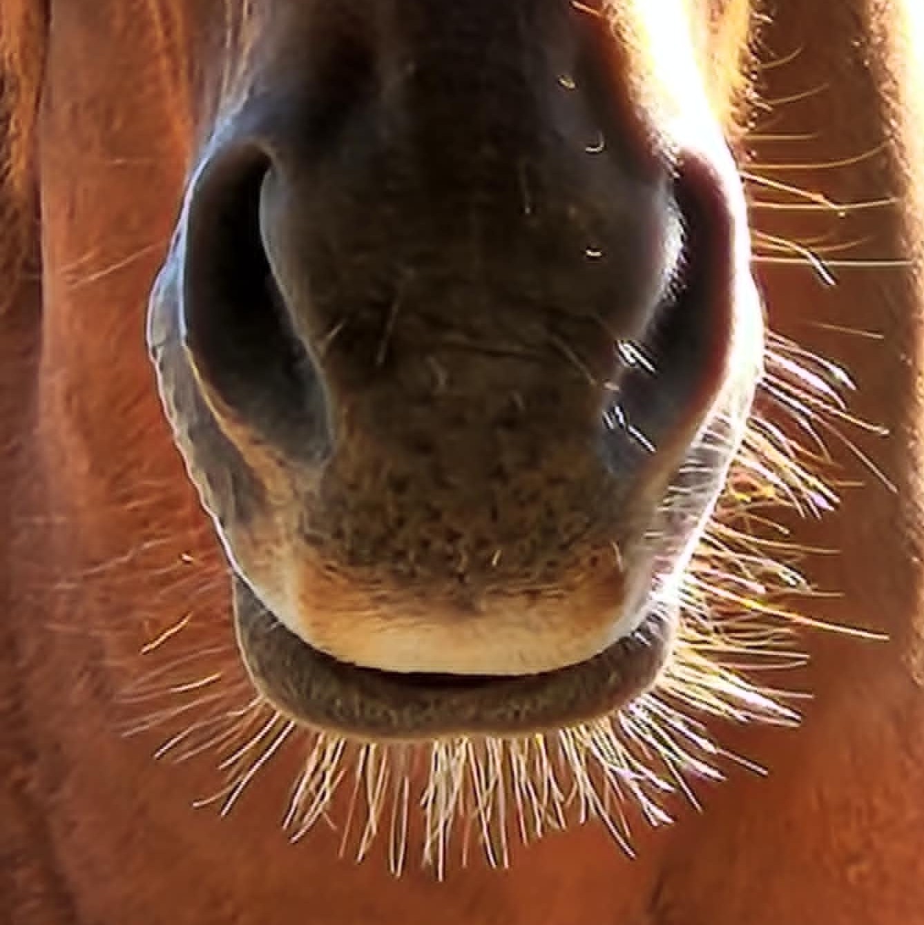 horse whiskers in sunlight