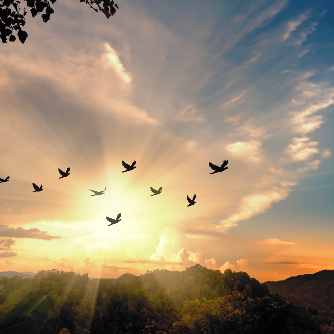 birds flying at sunrise