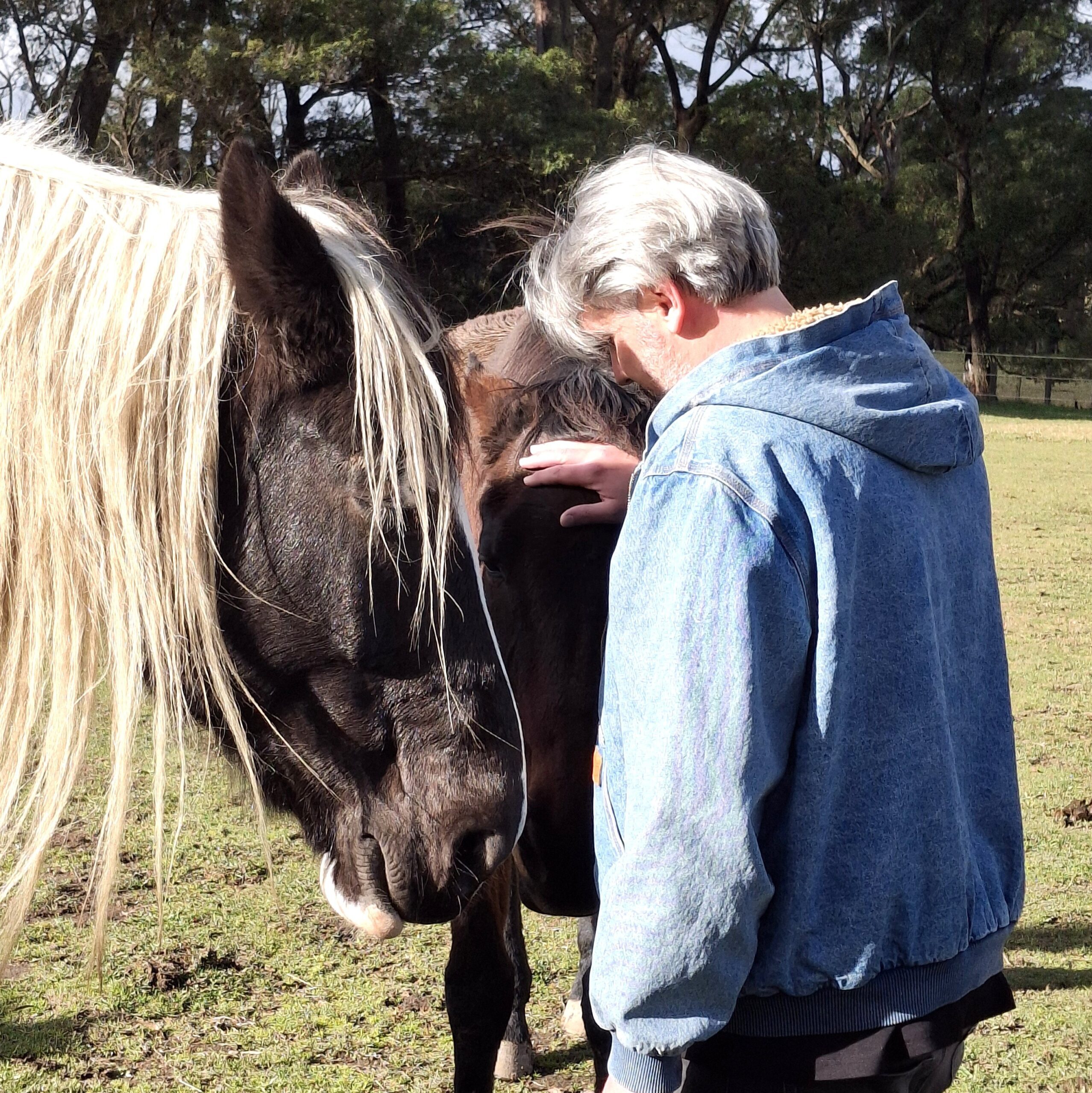 A person with curly gray hair and glasses gently nuzzles with a white and brown horse outdoors, surrounded by trees and other horses in a fenced area.