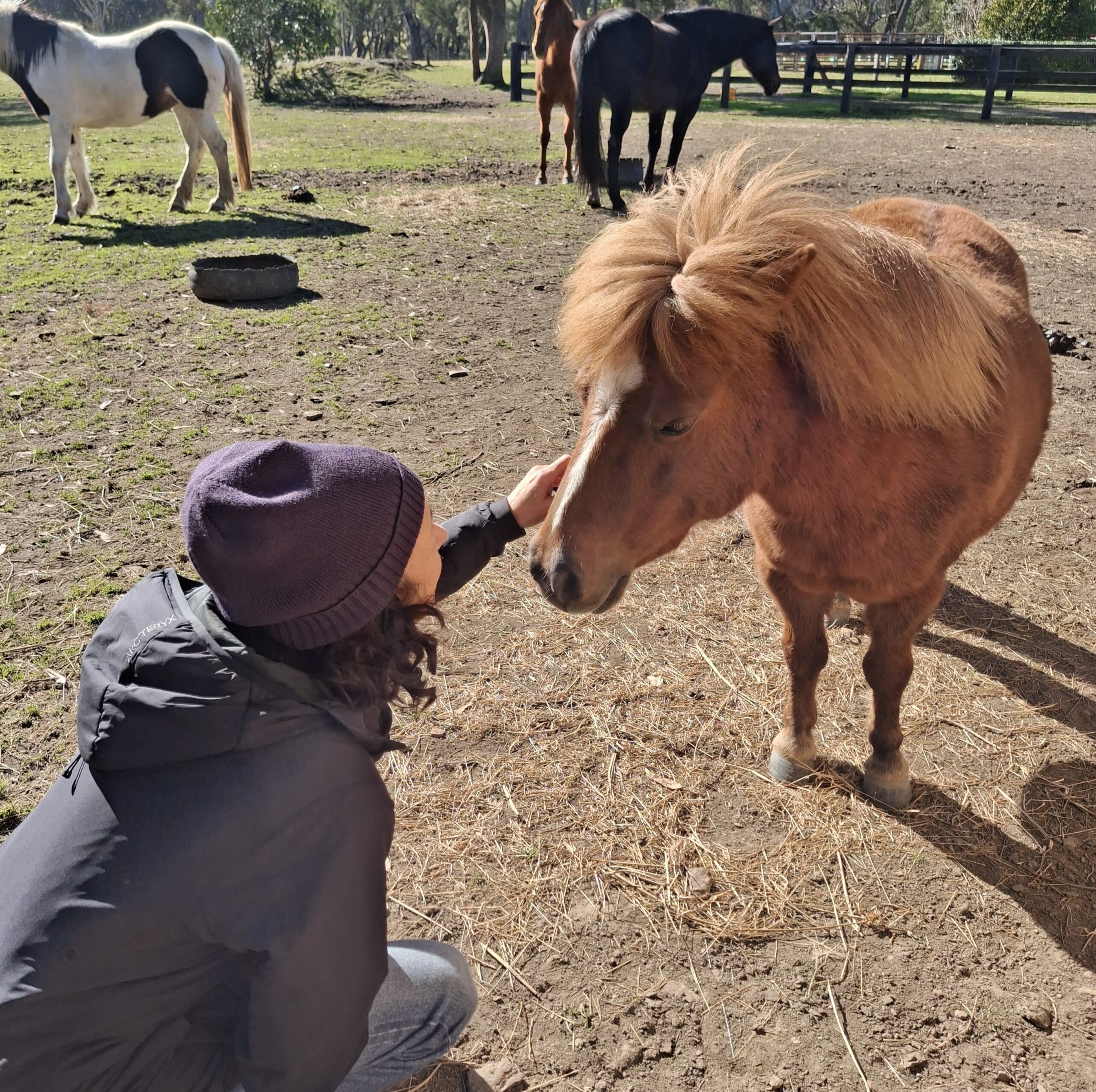 woman squatting patting a small chestnut horse