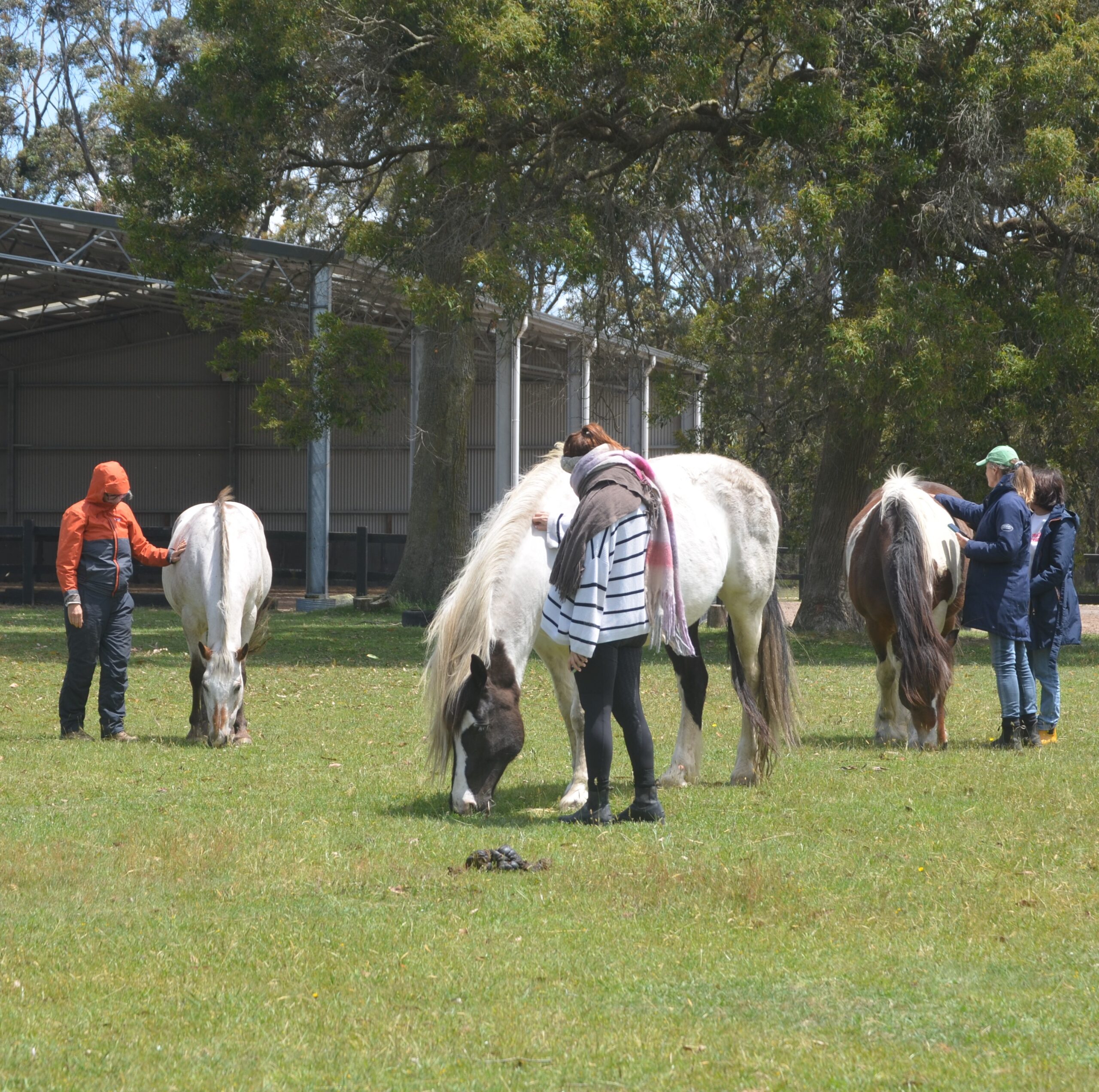 People petting horses in a grassy paddock